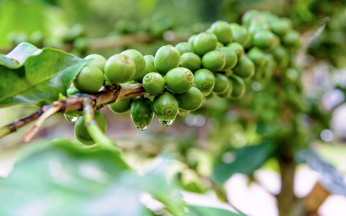 Café Verde