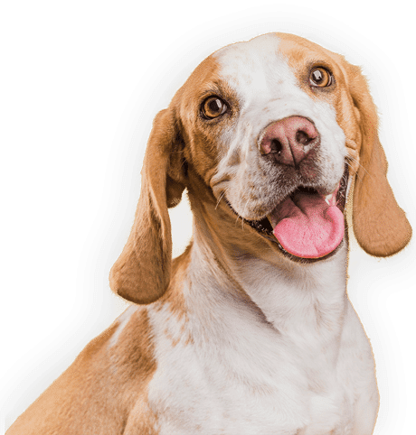 Manipulacao-Veterinaria